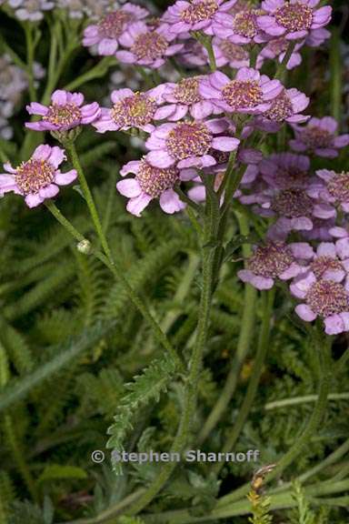 achillea alpina var pulchra 1 graphic